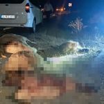 Van-Hakkari Yolunda Korkutan Kaza! Çok Sayıda Koyun Telef Oldu