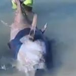 Deniz suyu ısındı, orkinoslar ölmeye başladı! Yetkililer uyardı