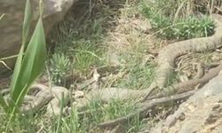 Hakkari’de dev engerek görüldü