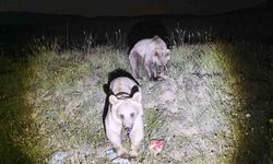 Nemrut Kalderası'nın Maskot Ayıları Yeniden Ortaya Çıktı