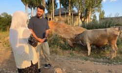Hakkari'de tek geçim kaynağı olan ineğini kaybeden 7 çocuk annesine yardım eli
