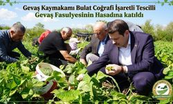 Gevaş Kaymakamı Bulat coğrafi işaret tescilli Gevaş fasulyesinin hasadına katıldı