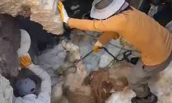 Uçurumdan düşen sigortalı buzağıyı çıkarmak için seferber oldular