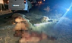 Van-Hakkari Yolunda Korkutan Kaza! Çok Sayıda Koyun Telef Oldu