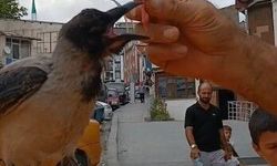 Kasap ile karga arasında ilginç dostluk