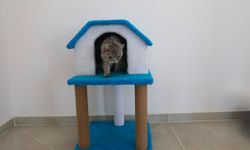 Van’da kedi evi hizmete açıldı