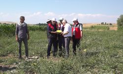 Van’ın Tuşba ilçesinde sarı karpuz hasadı gerçekleştirildi