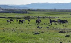 Ardahan’da Kuduz Vakası