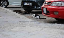 Kuduzda kritik uyarı: Kedi tırmalaması da hastalığı bulaştırabiliyor