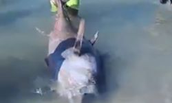 Deniz suyu ısındı, orkinoslar ölmeye başladı! Yetkililer uyardı