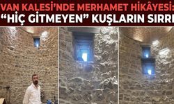 Van’da “hiç gitmeyen” kuşlar merak konusu oldu
