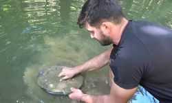 Dünyayı geziyor, derelerden günde 5 gram altın çıkarıyor