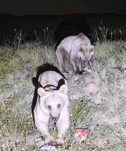 Nemrut Kalderası'nın Maskot Ayıları Yeniden Ortaya Çıktı
