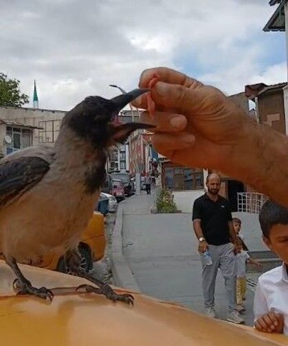 Kasap ile karga arasında ilginç dostluk