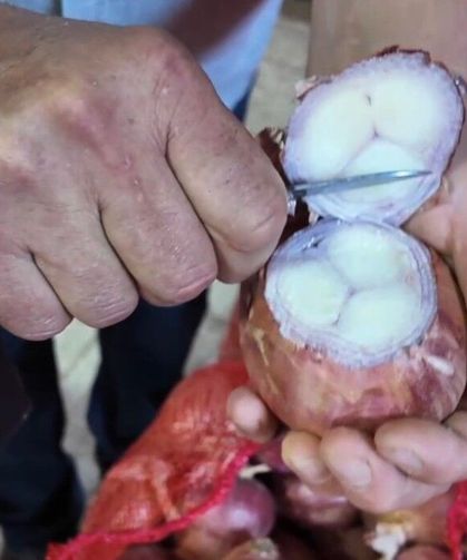 Bu soğan 3 yılda sofraya geliyor