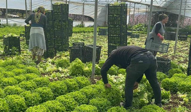 Geçen sene zararıyla ağlatan ’kıvırcık’ bu yıl güldürdü