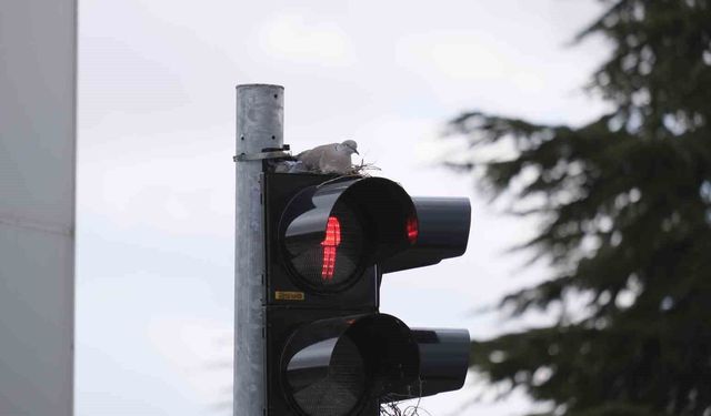 Trafik lambasına yuva yapan kumru görenleri şaşırtıyor