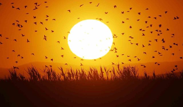 Binlerce kuşun gökyüzündeki senkronize uçuşu hayran bıraktı