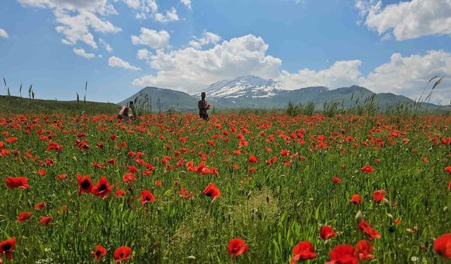 Bitlis’te Gelincik ve Karın Büyüleyici Buluşması