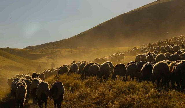 Tatvan'da koyun sürülerinin yayla yolculuğu görsel şölen oluşturdu
