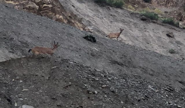 Hakkari'de Dağ Keçileri Kara Yoluna İndi