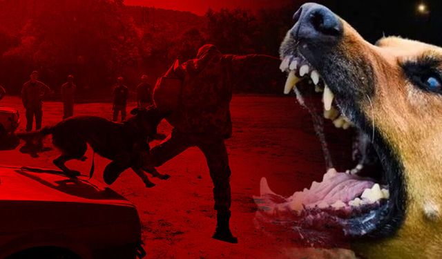Sokak köpeği sorunu nasıl çözülür? Hollanda modeli mercek altında
