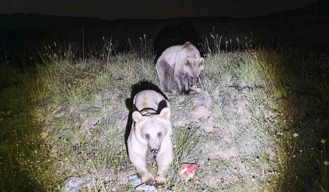 Nemrut Kalderası'nın Maskot Ayıları Yeniden Ortaya Çıktı