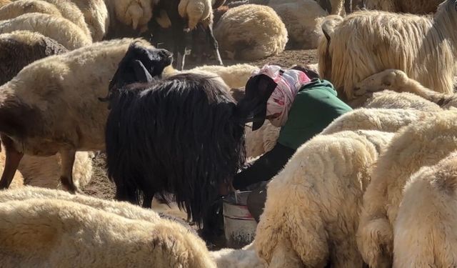Kızgın güneşte zorlu mesai: Hakkârili berivanlardan bakanlığa gölgelik talebi