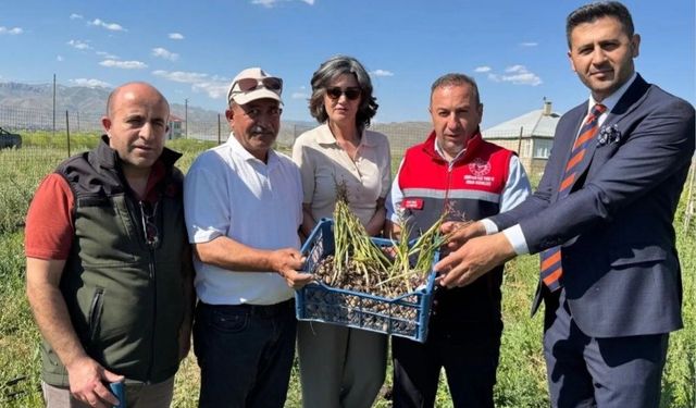 Yüksekova'da İlk Ticari Salep Hasadı Yapıldı