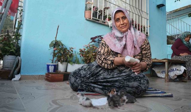 Hatay’da Yürek Isıtan Merhamet: Yavru Kedilere Anne Oldu