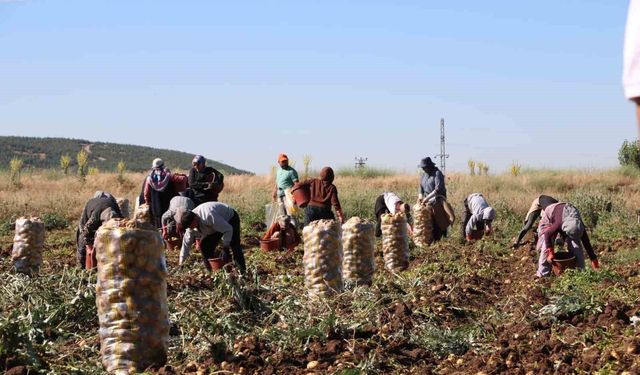 Patates Hasadı Başladı: Üreticinin Yüzü Fiyatlarla Güldü