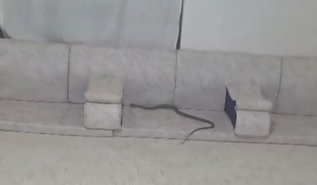 Misafir bekleyen ailenin evine yılan girdi