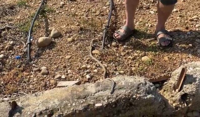 Şaka pahalıya patladı! Yılan paylaşımı 22 bin TL'ye mal oldu