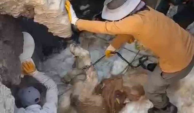 Uçurumdan düşen sigortalı buzağıyı çıkarmak için seferber oldular