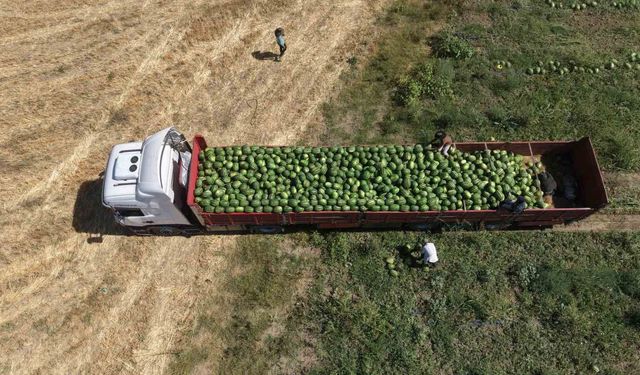 Muş Ovası'nda karpuz hasadı başladı: 2,1 milyar liralık katkı bekleniyor