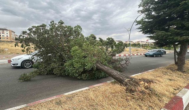 Van’ın Erciş ilçesinde fırtına ağaçları kökünden söktü