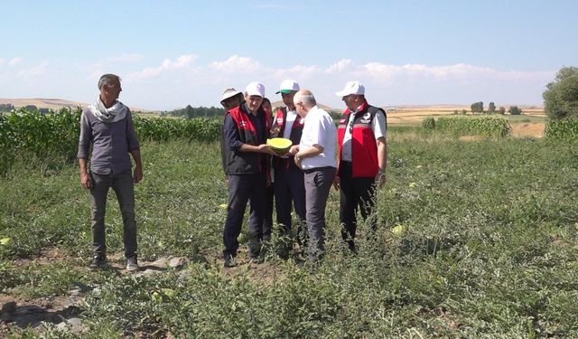Van’ın Tuşba ilçesinde sarı karpuz hasadı gerçekleştirildi
