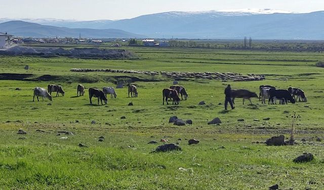 Ardahan’da Kuduz Vakası