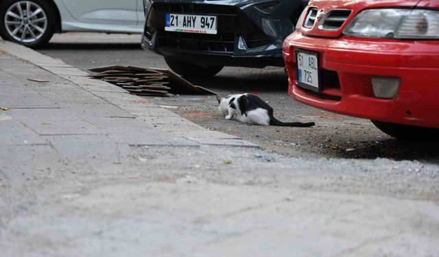 Kuduzda kritik uyarı: Kedi tırmalaması da hastalığı bulaştırabiliyor