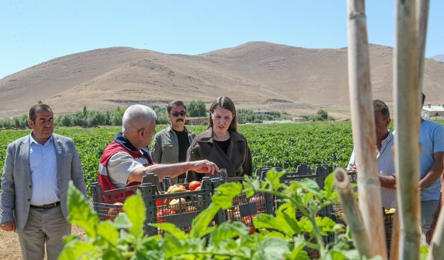 Gürpınar’da tarımsal üretim büyüyor: 300 dönümlük tarlada sebze mesaisi