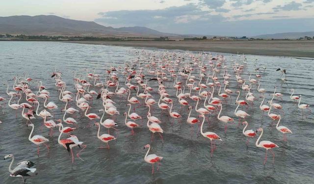 Erçek Gölü’nde pembe şölen başladı: Flamingolar gölü renklendirdi