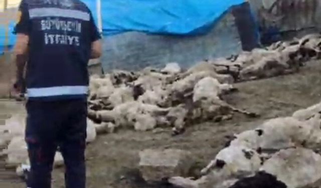 Van'da kurtlar sürüye saldırdı: 111 koyun telef oldu