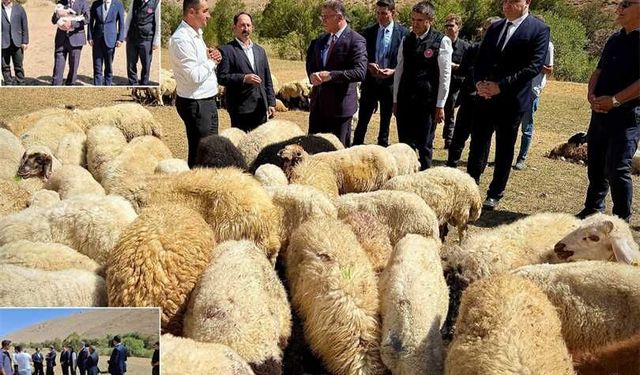 Van’da çiftçilere 240 bin koyun verildi