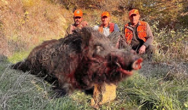 Avcılar bile şaşırdı: 300 kiloluk yaban domuzu avlandı