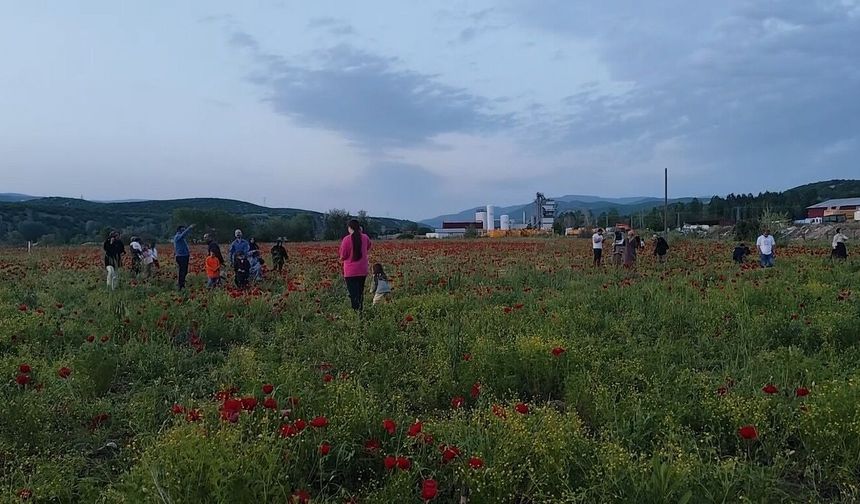 Doğal oluşan gelincik tarlasına vatandaşlardan yoğun ilgi