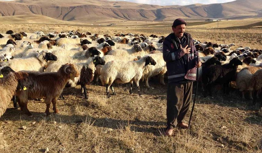 Van'da 2 bin 700 aileye 270 bin koyun dağıtıldı
