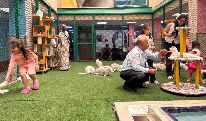 Van Kedi Villası Yaz Tatilinde Ziyaretçi Akınına Uğruyor