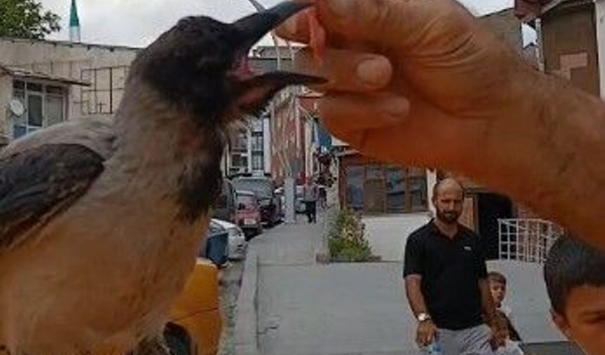 Kasap ile karga arasında ilginç dostluk