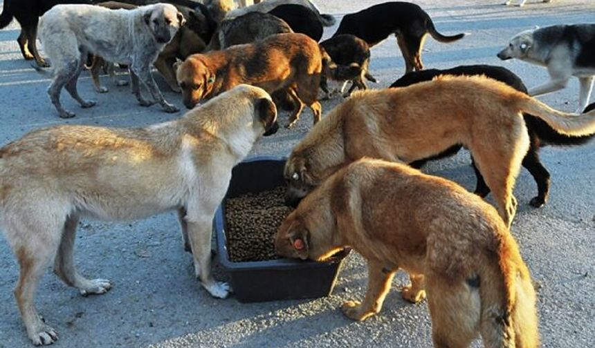 Van’da sokak hayvanları için kısırlaştırma ve barınak başvuru hattı