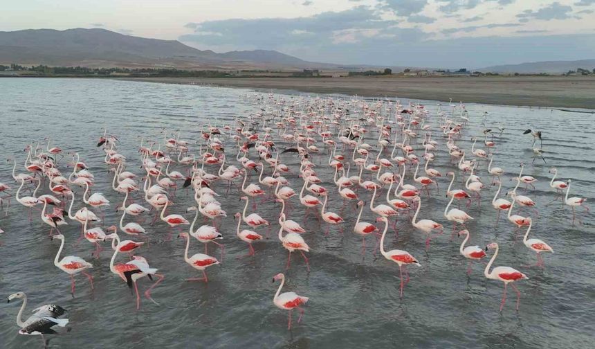 Erçek Gölü’nde pembe şölen başladı: Flamingolar gölü renklendirdi